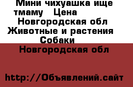 Мини чихуашка ище тмаму › Цена ­ 10 000 - Новгородская обл. Животные и растения » Собаки   . Новгородская обл.